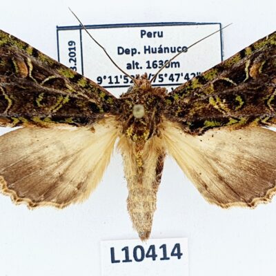 Noctuidae sp.?, A1-, Peru, L10414