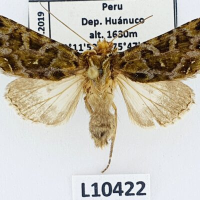 Noctuidae sp.?, A1-, Peru, L10422