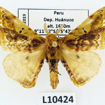 Lepidoptera sp., A-, Peru, L10424