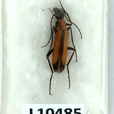 Meloidae, Lydomorphus angusticollis suturellus, A1, Iran