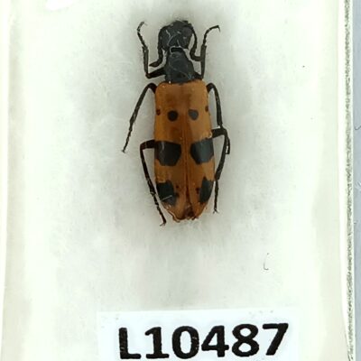Meloidae, Mylabris magnoguttata iranica, A1, Iran