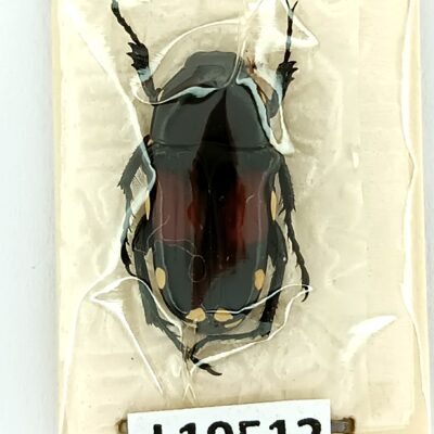 Scarabaeidae, Pygora ornata, A1, Madagascar