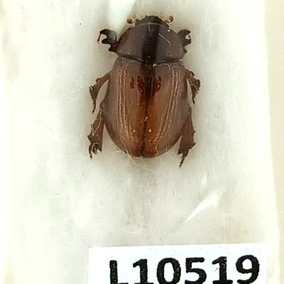 Scarabaeidae, Orubesa perforata, A1, Iran