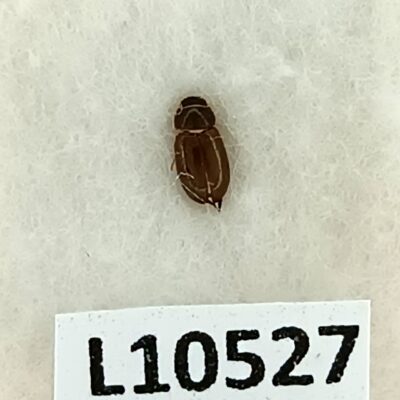 Scarabaeidae, Eremasus unistriatus, A1, Oman