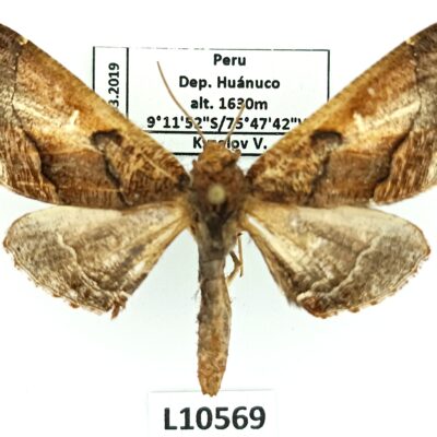Lepidoptera sp., A1-/A2-, Peru, L10569