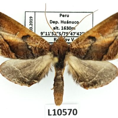 Lepidoptera sp., A1-, Peru, L10570