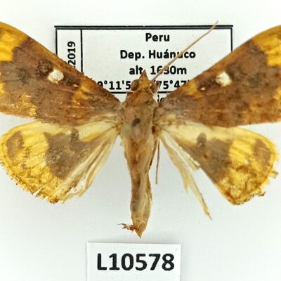 Crambidae sp., B, Peru, L10578