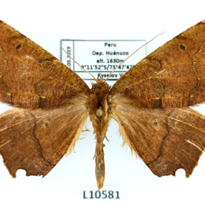 Geometridae sp., A1-/A2-, Peru, L10581