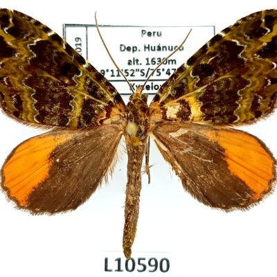 Geometridae sp., A2-, Peru, L10590