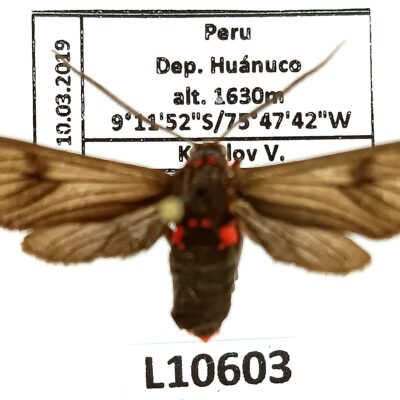 Erebidae, Arctiinae sp., A1-, Peru, L10603