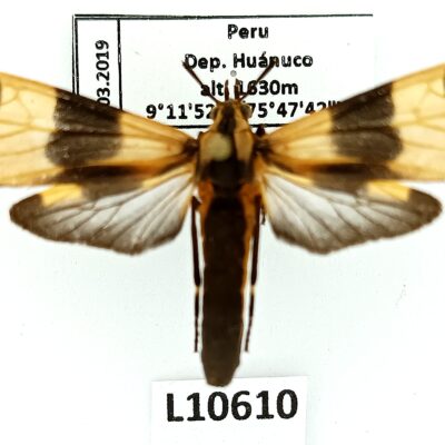 Erebidae, Arctiinae sp., male, A1-, Peru, L10610