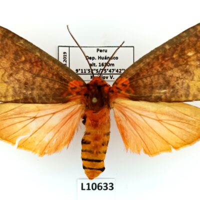 Erebidae, Arctiinae, Ammalo helops, female, A2-/B, Peru