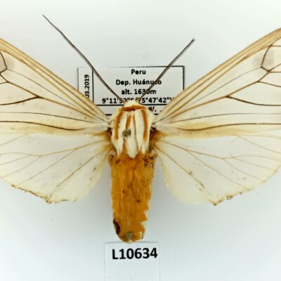 Erebidae, Arctiinae, Amastus aconia aconia, A1-, Peru