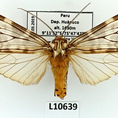 Erebidae, Arctiinae, Praeamastus minerva watkinsi, A1-, Peru