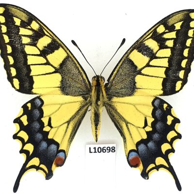 Papilionidae, Papilio machaon sachalinensis, male, A1, ex ovo, Russia