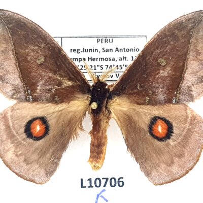 Saturniidae, Gamelia sp., male, A1-, Peru, L10706