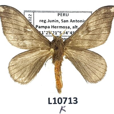 Saturniidae, Hylesia sp., male, A2-, Peru, L10713