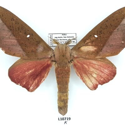 Saturniidae, Syssphinx sp.?, male, A2-, Peru