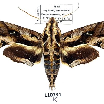 Sphingidae, Hemeroplanes triptolemus, male, A1-, Peru