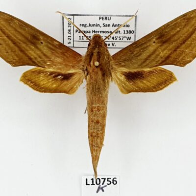 Sphingidae, Xylophanes elara, male, A1-, Peru, VERY RARE