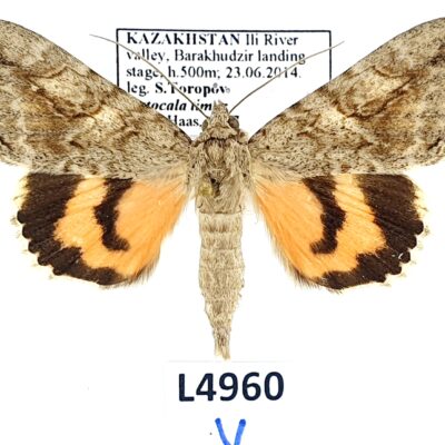 Erebidae, Catocalini, Catocala timur, A1-/A2-, Kazakhstan