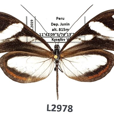 Nymphalidae, Danainae sp., A1, Peru, L2978