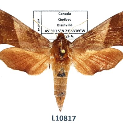 Sphingidae, Darapsa myron myron, female, ex pupa, A1/A1-, Canada