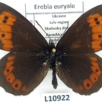 Nymphalidae, Satyrinae, Erebia euryale, male, A1-, Ukraine