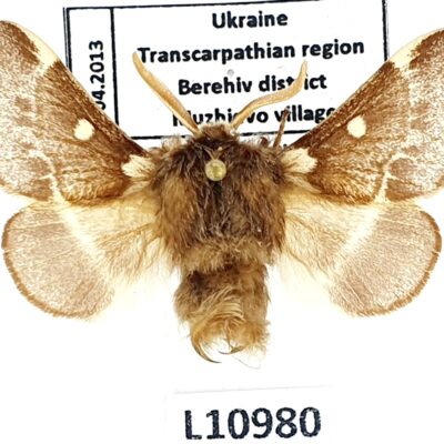 Lasiocampidae, Eriogaster lanestris, male, A1, Ukraine