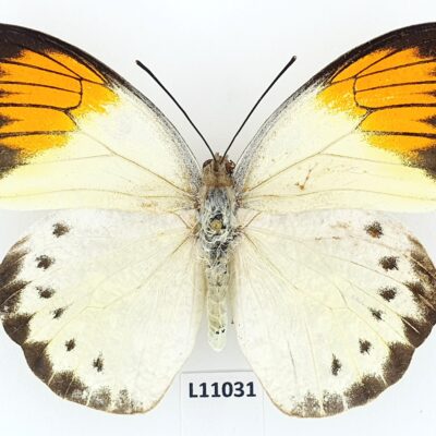 Pieridae, Hebomoia glaucippe philippensis, female, ex pupa, A1, Philippines