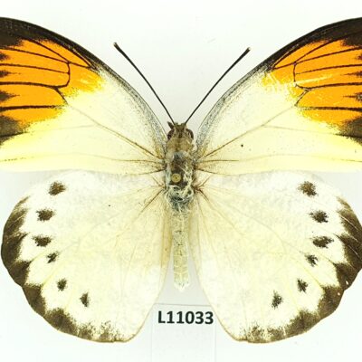 Pieridae, Hebomoia glaucippe philippensis, female, ex pupa, A1, Philippines