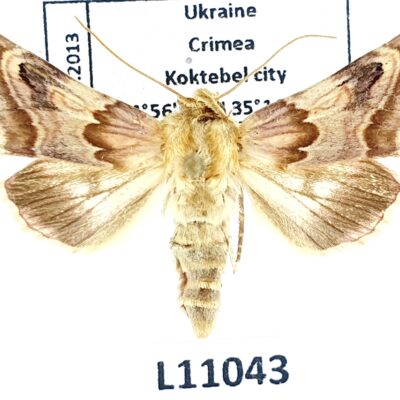 Noctuidae, Periphanes delphinii, A1-, Ukraine