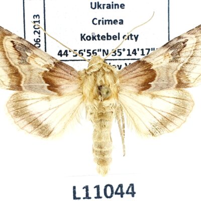 Noctuidae, Periphanes delphinii, A1-, Ukraine