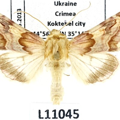 Noctuidae, Periphanes delphinii, A1, Ukraine