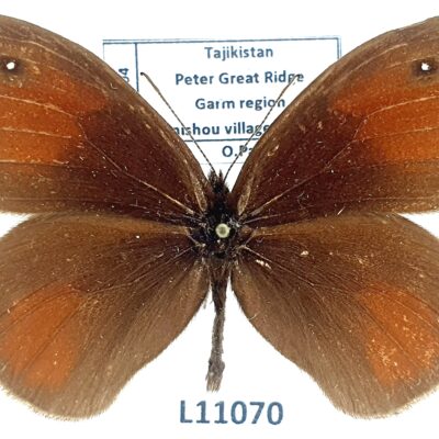 Nymphalidae, Satyrinae, Paralasa maracandica, male, A1/A1-, Tajikistan