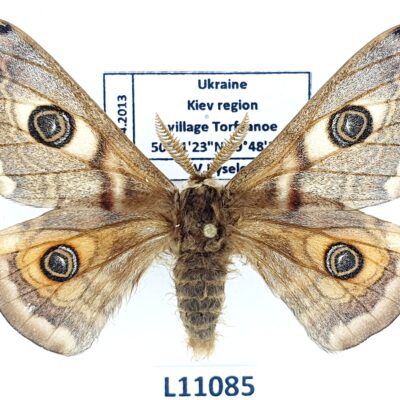 Saturniidae, Saturnia pavonia, male, A1-, Ukraine