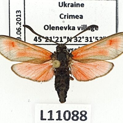 Zygaenidae, Zygaena punctum dystrepta, A1. Ukraine