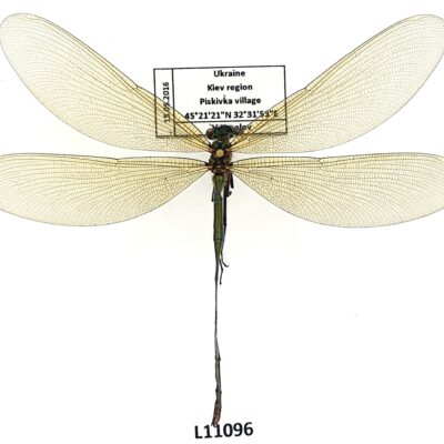 Odonata, Calopterygidae sp., female, A1-, Ukraine