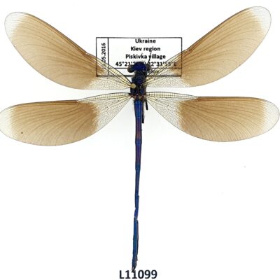 Odonata, Calopterygidae sp., male, A1, Ukraine