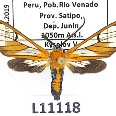 Erebidae, Arctiinae, Cosmosoma achemonides, A1-, Peru