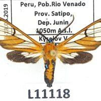 Erebidae, Arctiinae, Cosmosoma achemonides, A1-, Peru - Imagen 2