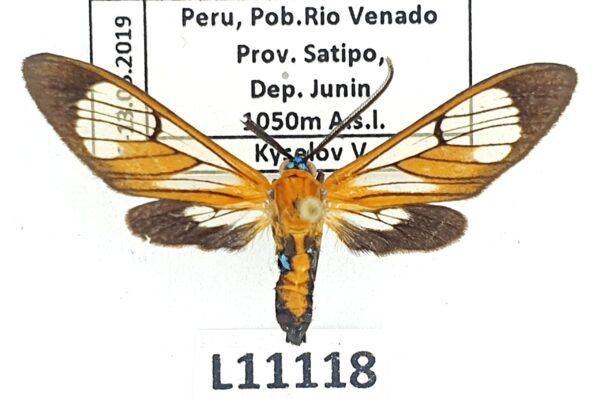 Erebidae, Arctiinae, Cosmosoma achemonides, A1-, Peru