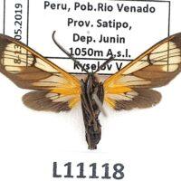 Erebidae, Arctiinae, Cosmosoma achemonides, A1-, Peru - Imagen 3