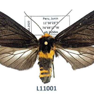 Erebidae, Arctiinae, Elysius felderi, A2-/B, Peru, RARE