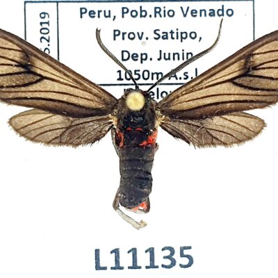 Erebidae, Arctiinae, Pseudaclytia sp.?, A1, Peru