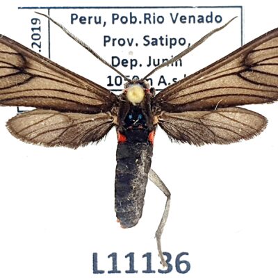 Erebidae, Arctiinae, Pseudaclytia sp.?, A1-, Peru