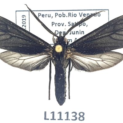 Erebidae, Arctiinae sp., A1, Peru, L11138