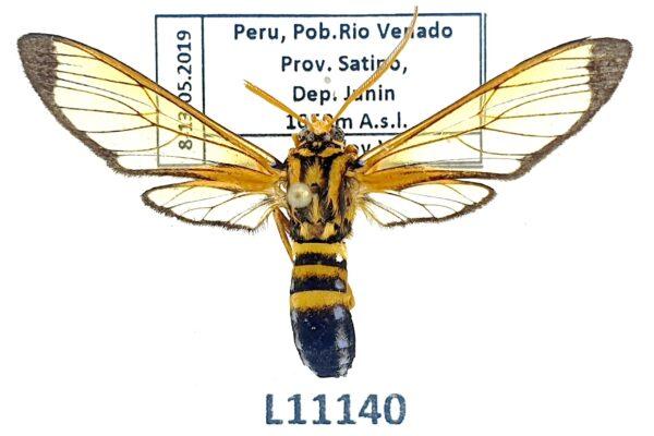 Erebidae, Arctiinae, Laemocharis porphyria, A1-, Peru