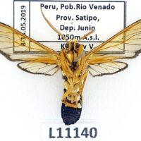 Erebidae, Arctiinae, Laemocharis porphyria, A1-, Peru - Зображення 3