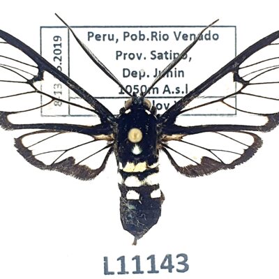 Erebidae, Arctiinae, Homoeocera stictosoma, A1-, Peru